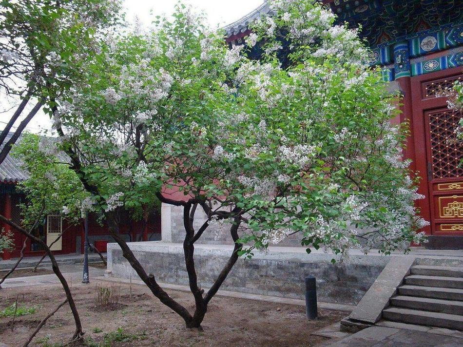 【古刹与清真寻味】法源寺到宣南戏楼：千年文脉与地道牛街寻味半日游